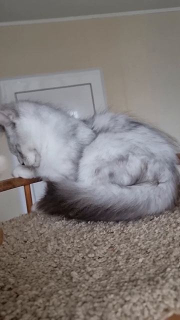 котёнок мейн кун из питомника Страна Гулливеров, gulliver-coon.ru смотреть онлайн