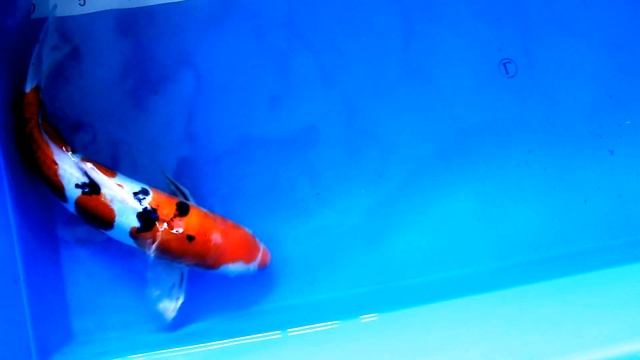 Японские карпы кои дойцу санке Doitsu sanke