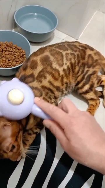 1744953484383.  бенгальские котята бенгальские кошки продажа бенгальских котят купить котенка бенгал
