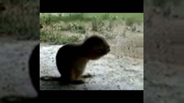 НАПАСТЬ СУСЛИКОВ