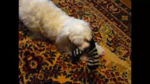 Капа   песня про собачку