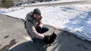 549. Шипперке - маленькая овчарка.