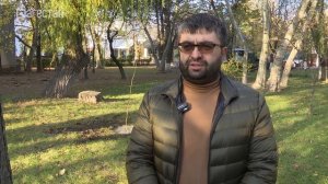 Платан, клен и ленкоранскую акацию высадят на Родопском бульваре