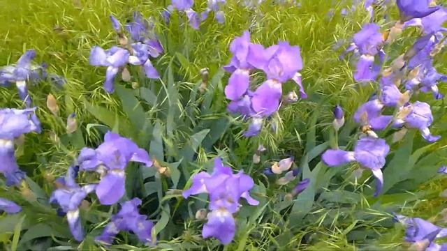 ДАЧНАЯ КРАСОТА. ЦВЕТУТ МАКИ И ИРИСЫ. смотреть онлайн