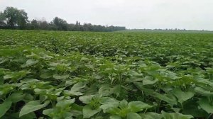 Подсолнечник Тэрамис 5. 06. 2021г.