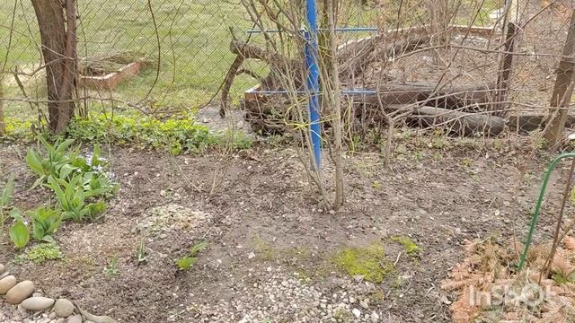 Обзор цветочной рассады. Зимовка роз