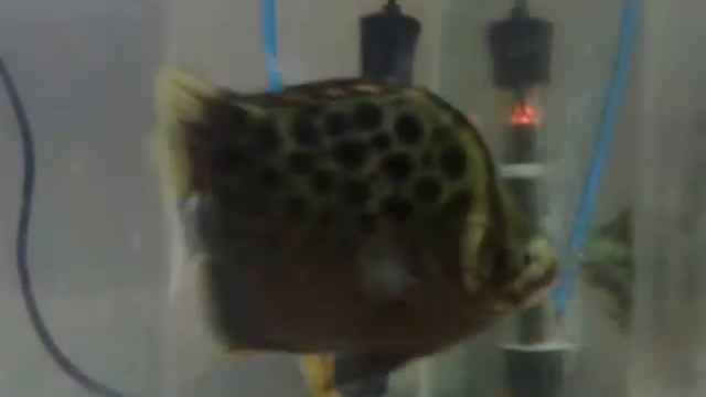 Green Scat (Scatophagus argus) mp4