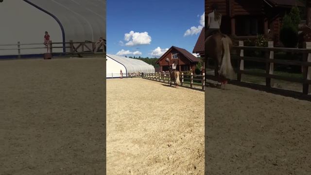 КСК Пегас, Анастасия Марченко смотреть онлайн