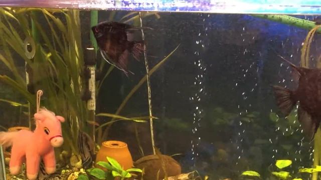 Скалярки смотреть онлайн