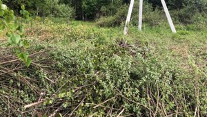 Расчистка участка в Московской области