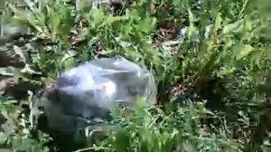 ВЕСЁЛАЯ ИСТОРИЯ|  Как голубь застрял в пакете