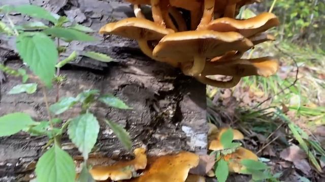 РЫБАЛКА за ТАЙМЕНЕМ. ПЕРВЫМ!!! Часть1-Хариузовая смотреть онлайн