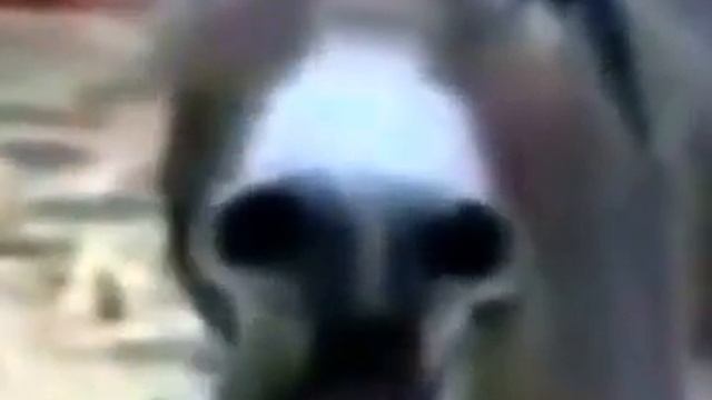 осел ржет