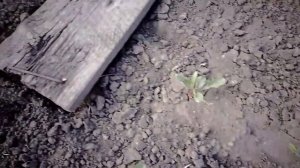 прополка грядок с отличным инструментом для прополки.