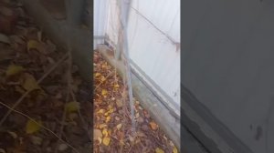 Актинидия 2021. Китайский лимонник. Продажа черенков.