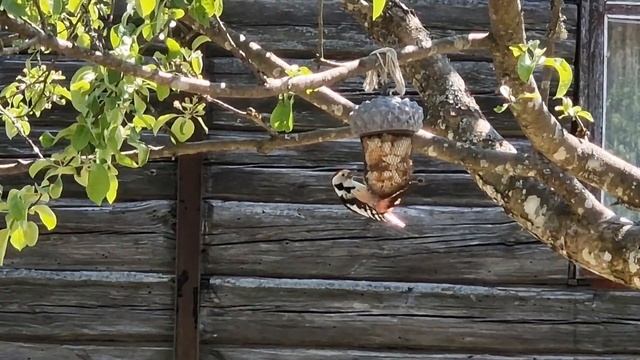 🌿Купили заброшенную дачу / Предыстория прошлого года 🌿 смотреть онлайн