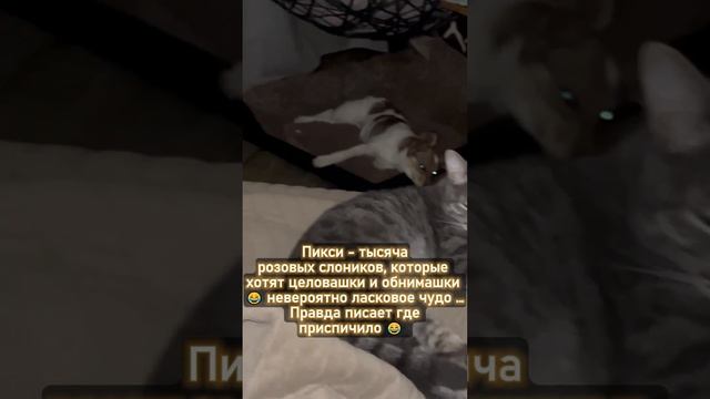 ПИКСИ 💖 #пикси #помощьбездомнымживотным #собакасисторией #непокупайприюти