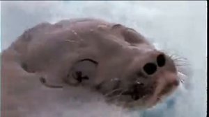 Arctic Kingdom: Life At The Edge