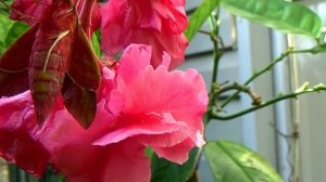 В Анапе замечена Краснокнижная ночная бабочка "Винный Бражник".