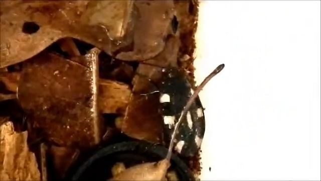 Domino Roach (Therea petiveriana) Rock! смотреть онлайн