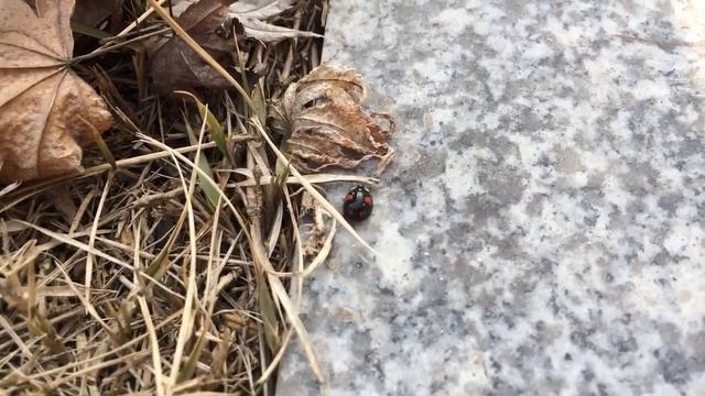 Cute little beetle смотреть онлайн