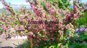 ВЕЙГЕЛА РОЗОВАЯ. Красавица и чаровница для любого сада, никого не оставит равнодушыми