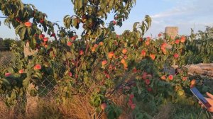 Золотой Юбилей Персик и его урожайность