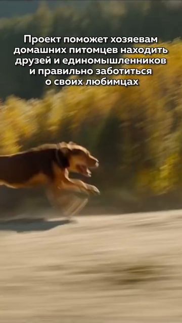 соцсеть собака питомец пес любимец собакен домашниеживотные socialmedia dog pet dog