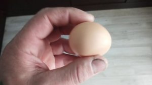 плоское куриное яйцо , первый раз такое вижу 👀