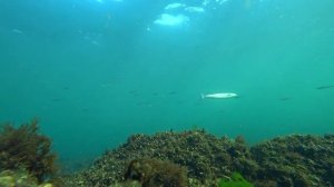 Охота подводная на кефаль с "Маруськой".Одесса.