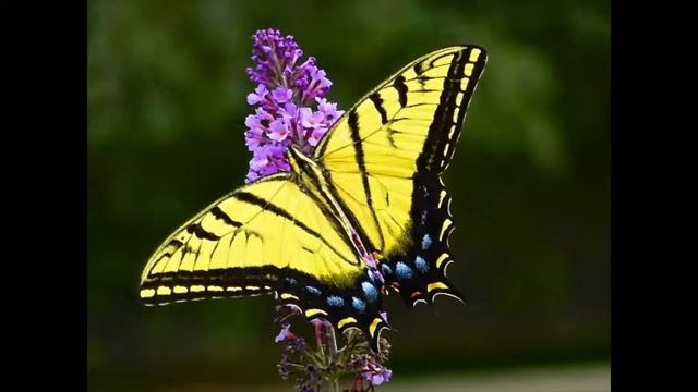 Butterfly & Flowers смотреть онлайн