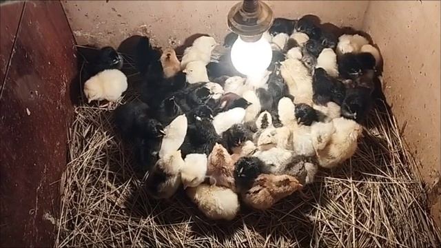 Инкубация куриных яиц в 2025 году. (вторая инкубация)