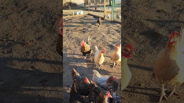 Вечер в деревне 🏡 Кормлю курочек 🐔🐓