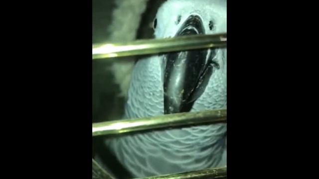 Злой Жора смотреть онлайн