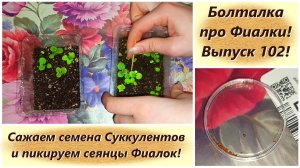 Болталка про Фиалки! Выпуск 102! Сажаем семена Суккулентов и пикируем сеянцы Фиалок!