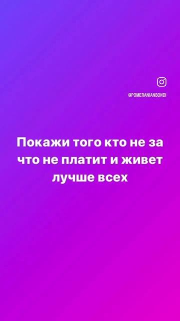 По жизни в кайфе #бонди #пушистыйдруг #шпиц #собака #щенок #пес #мило #кремовыйшпиц #померанец #мем