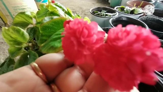 visit to plant nursery in Itanagar Arunachal| | Revisit to plant nursery| | My plant shopping haul