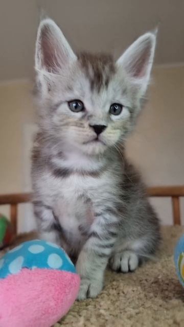 котёнок мейн кун из питомника Страна Гулливеров, gulliver-coon.ru