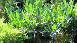 Лавровишня что это.