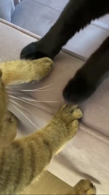 Ranking comida humeda para gatos - www.Comecat.es - Tu web de comida para tu Gato
