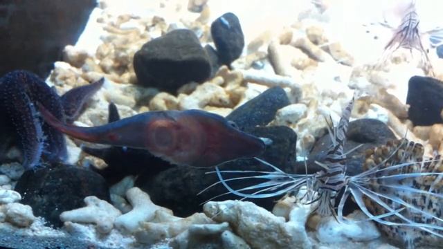 Lepadogaster eating mysis смотреть онлайн