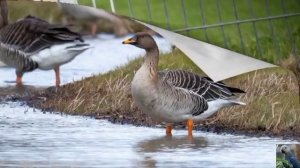 Голоса птиц: гуменник