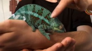 Домочадцы. Часть 11