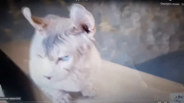 экспертиза 25выставкаРСА судья высшей категории Комарова Н.Е. Кэт Лук Карат смотреть онлайн