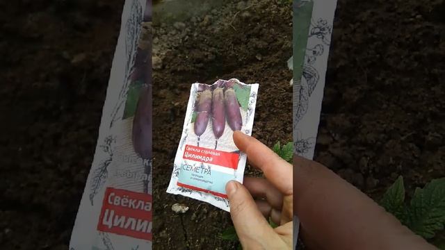 проверяем кислотность грунта при помощи...