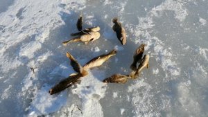 Рыбалка на ротана в конце ноября