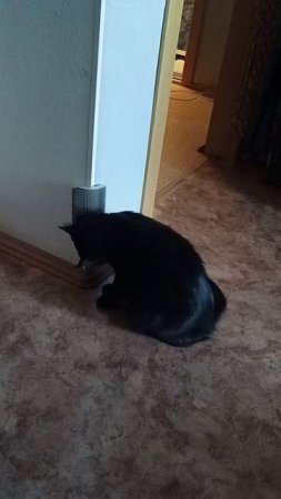 Новая игрушка для кошки)