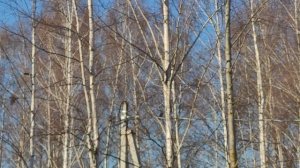 Кто ко мне прилетел? Орлы или чёрный ворон?
