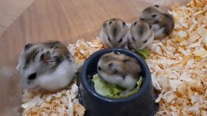 Хомячкам 2 недели/Говорящие хомяки/Уборка в доме хомяков/Hamster