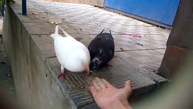 Гуля с женихом. Наконец-то едим с руки) смотреть онлайн